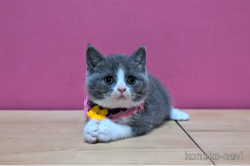 成約済の東京都のブリティッシュショートヘア-103710の4枚目